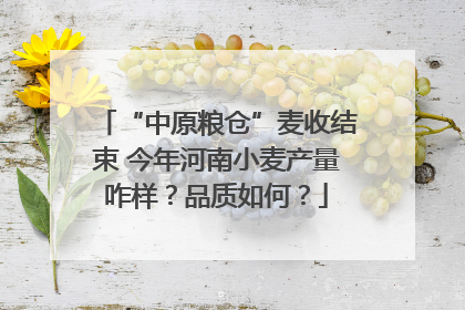“中原粮仓”麦收结束 今年河南小麦产量咋样？品质如何？