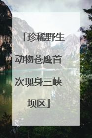 珍稀野生动物苍鹰首次现身三峡坝区