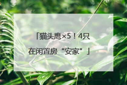 猫头鹰×5！4只在闲置房“安家”