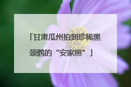 甘肃瓜州拍到珍稀黑颈鹤的“安家照”