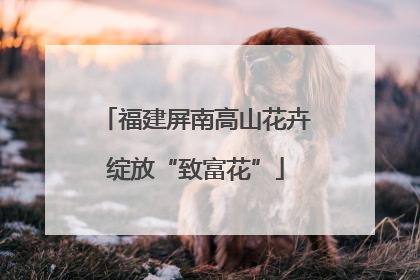 福建屏南高山花卉绽放“致富花”
