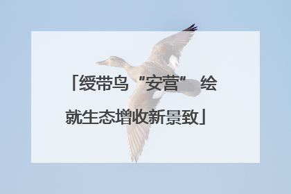 绶带鸟“安营” 绘就生态增收新景致