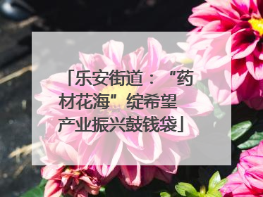 乐安街道：“药材花海”绽希望 产业振兴鼓钱袋