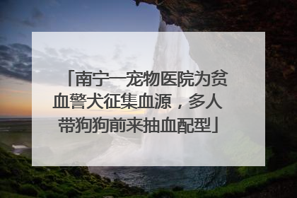 南宁一宠物医院为贫血警犬征集血源，多人带狗狗前来抽血配型