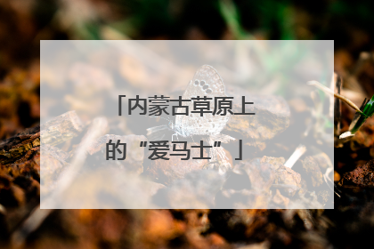 内蒙古草原上的“爱马士”
