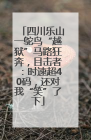 四川乐山一鸵鸟“越狱”马路狂奔，目击者：时速超40码，还对我“笑”了下