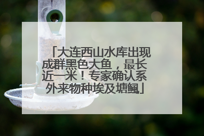 大连西山水库出现成群黑色大鱼，最长近一米！专家确认系外来物种埃及塘鲺