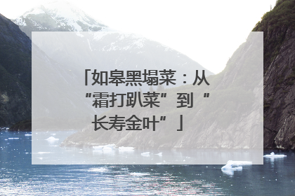 如皋黑塌菜：从“霜打趴菜”到“长寿金叶”