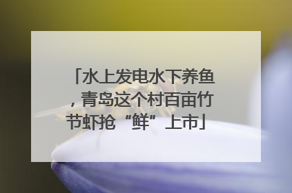 水上发电水下养鱼，青岛这个村百亩竹节虾抢“鲜”上市