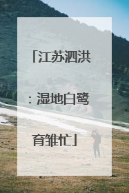 江苏泗洪：湿地白鹭育雏忙