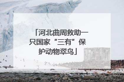 河北曲周救助一只国家“三有”保护动物翠鸟