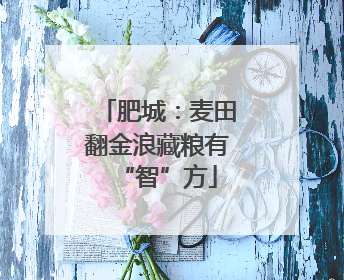 肥城：麦田翻金浪藏粮有“智”方