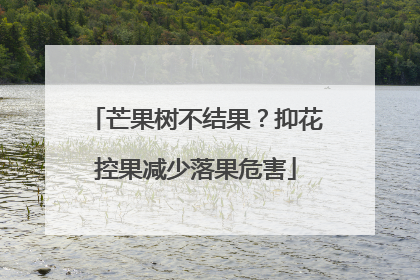 芒果树不结果？抑花控果减少落果危害