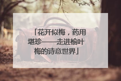花开似梅，药用堪珍——走进榆叶梅的诗意世界