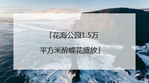 花海公园1.5万平方米醉蝶花盛放