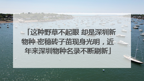 这种野草不起眼 却是深圳新物种 密穗砖子苗现身光明，近年来深圳物种名录不断刷新