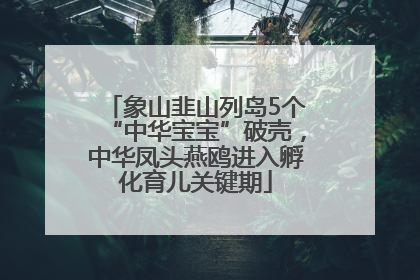 象山韭山列岛5个“中华宝宝”破壳，中华凤头燕鸥进入孵化育儿关键期