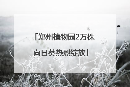 郑州植物园2万株向日葵热烈绽放