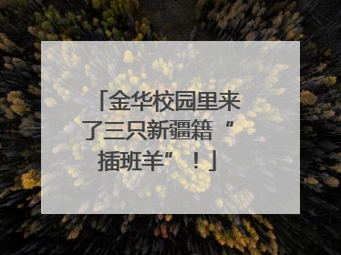 金华校园里来了三只新疆籍“插班羊”！