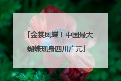 金裳凤蝶！中国最大蝴蝶现身四川广元