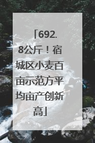 692.8公斤！宿城区小麦百亩示范方平均亩产创新高